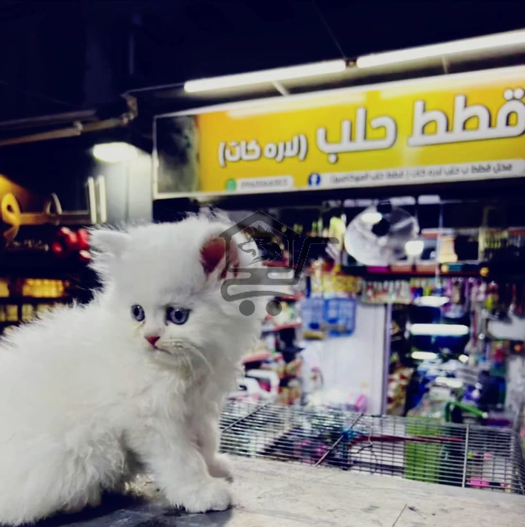 😺لارا كات (جنة الحيوانات الأليفة🐟) - الصورة 1