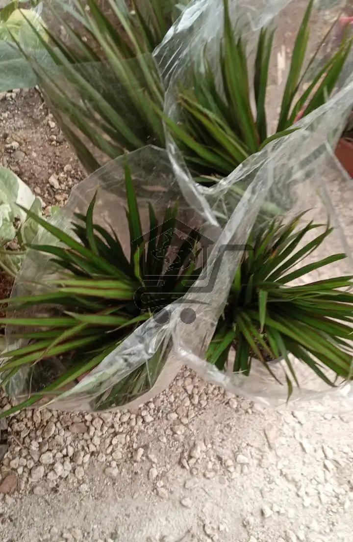 مشتل النور - الصورة 2