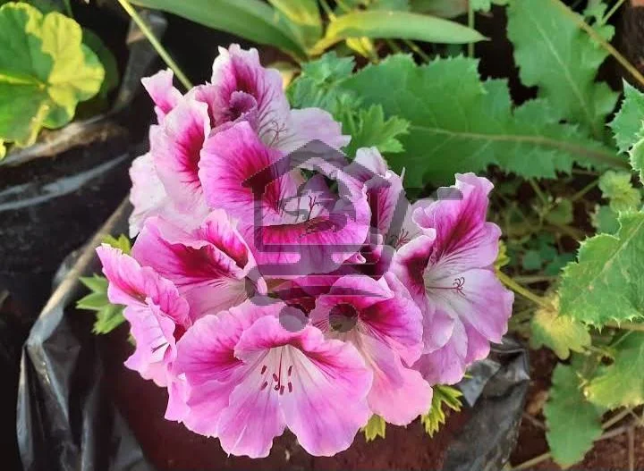 مشتل دليل - الصورة 2