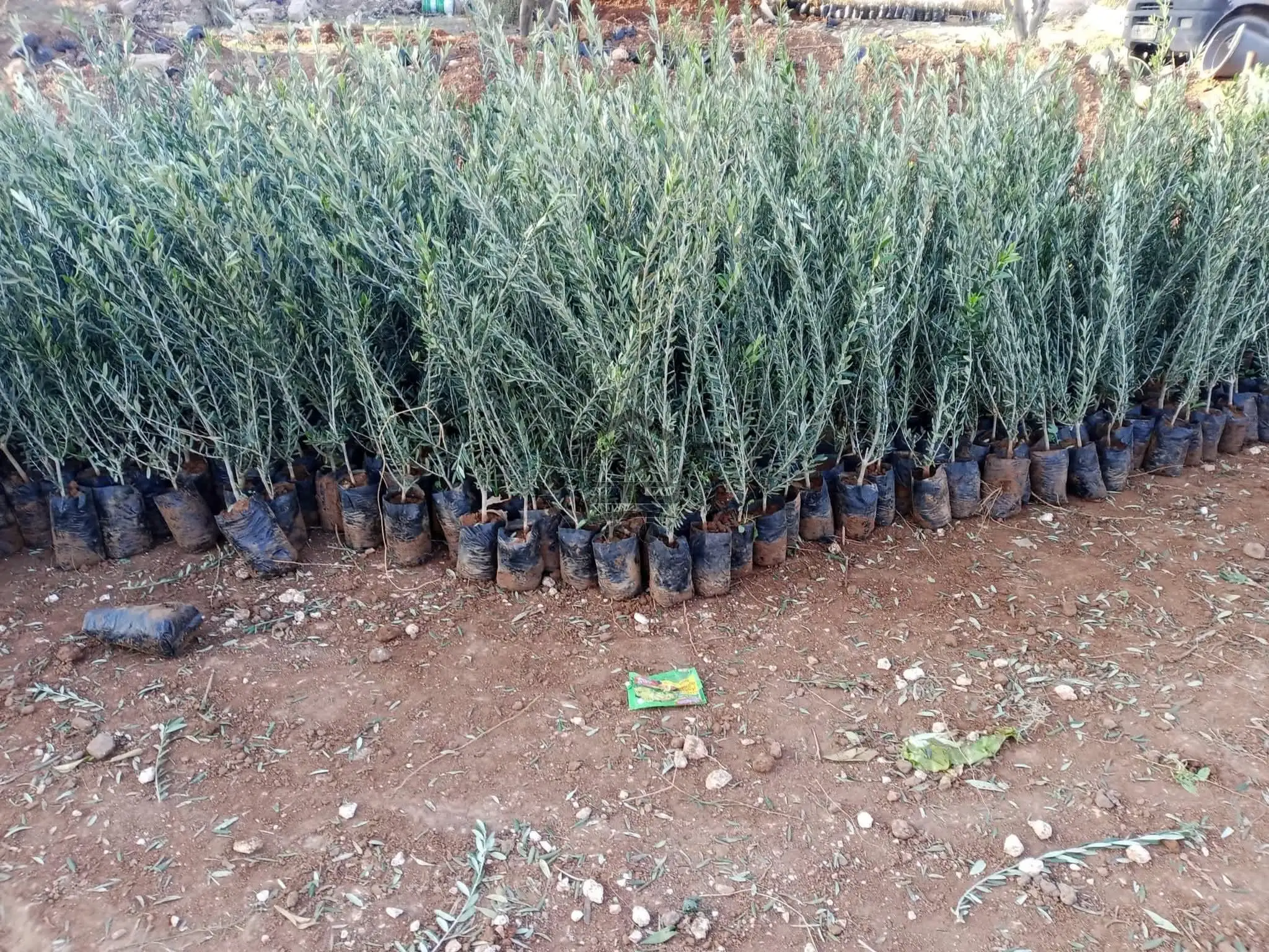 مشتل الناجي - الصورة 5