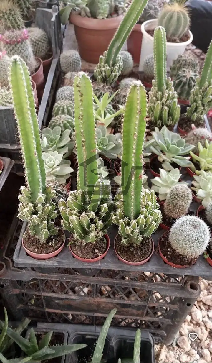 مشتل النور - الصورة 1