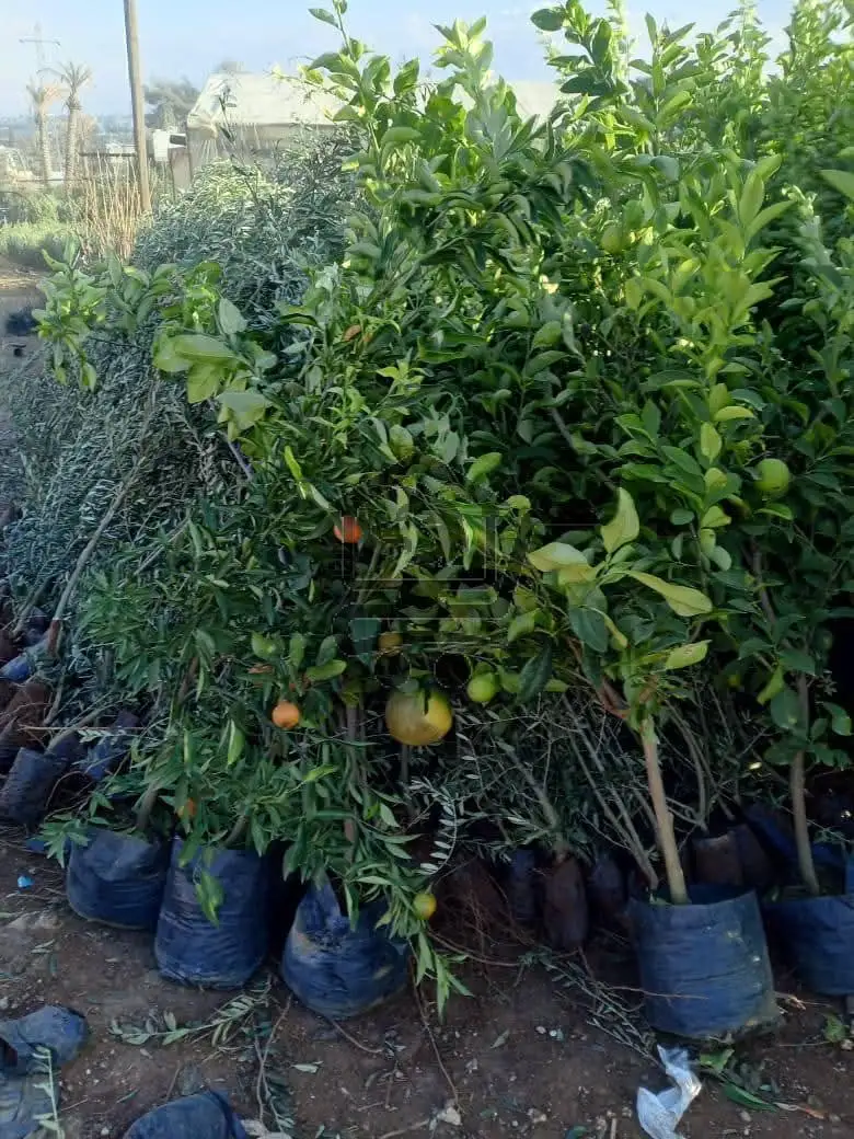 مشتل الناجي - الصورة 2