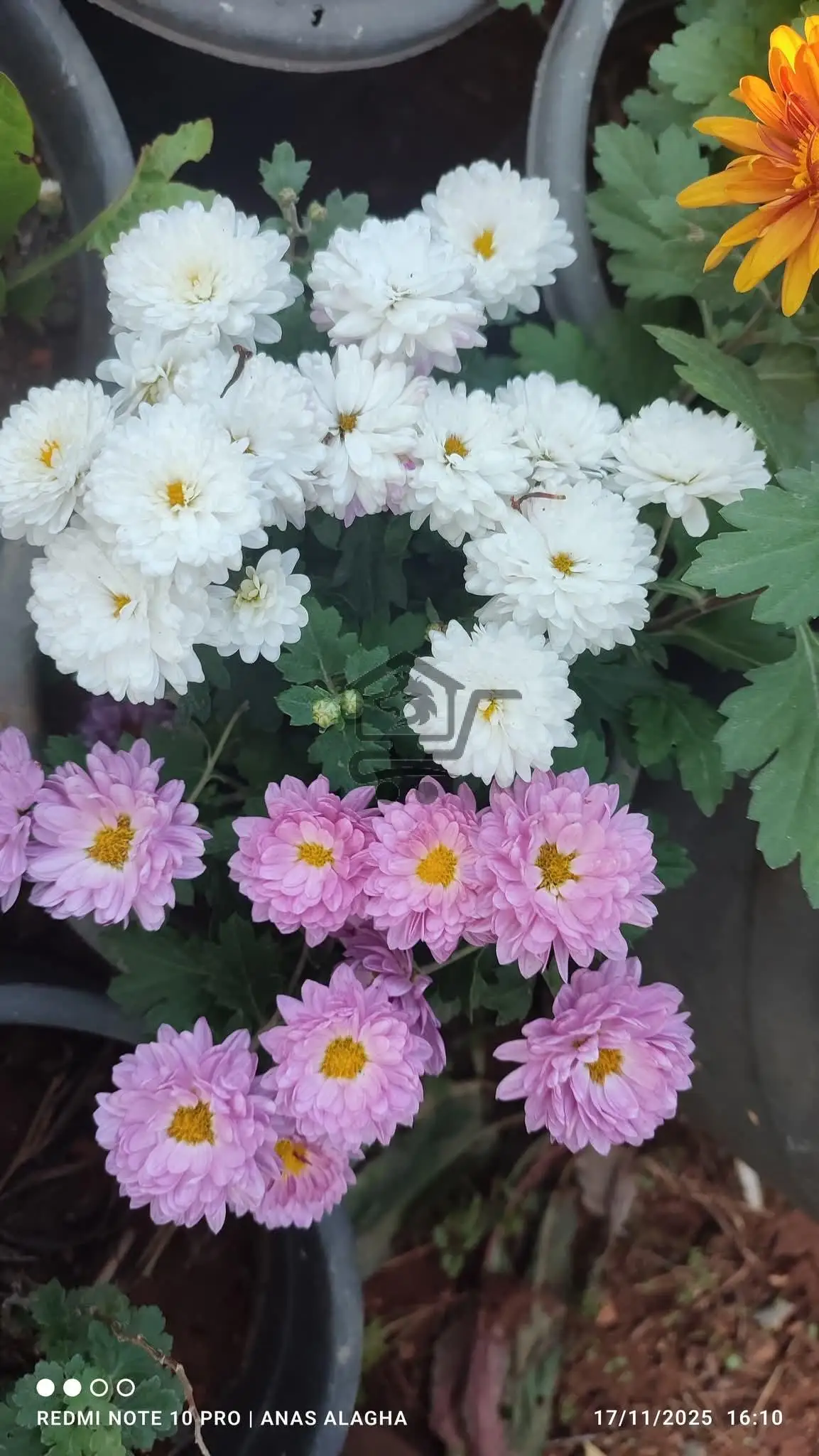 مشتل كاميليا - الصورة 3