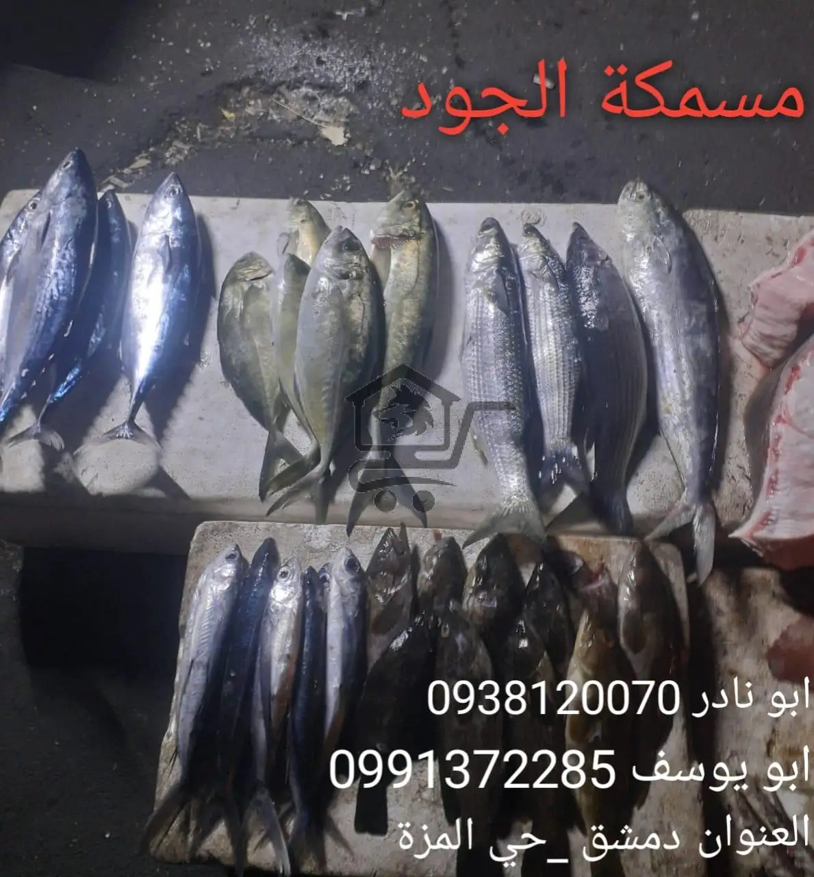 مسمكة الجود