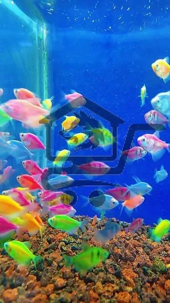 مسمكة الحميدية - الصورة 2