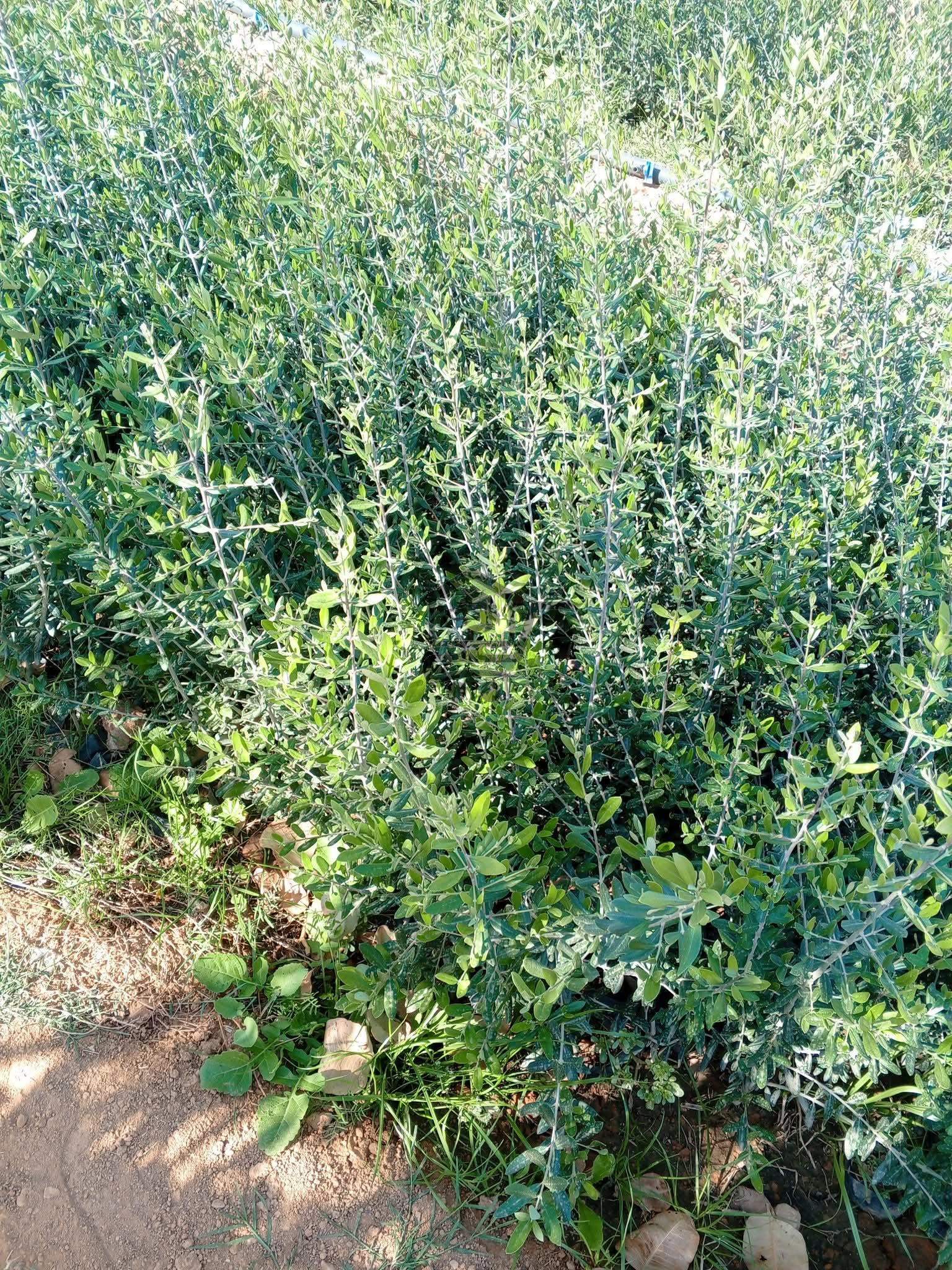 شتل زيتون - الصورة 4