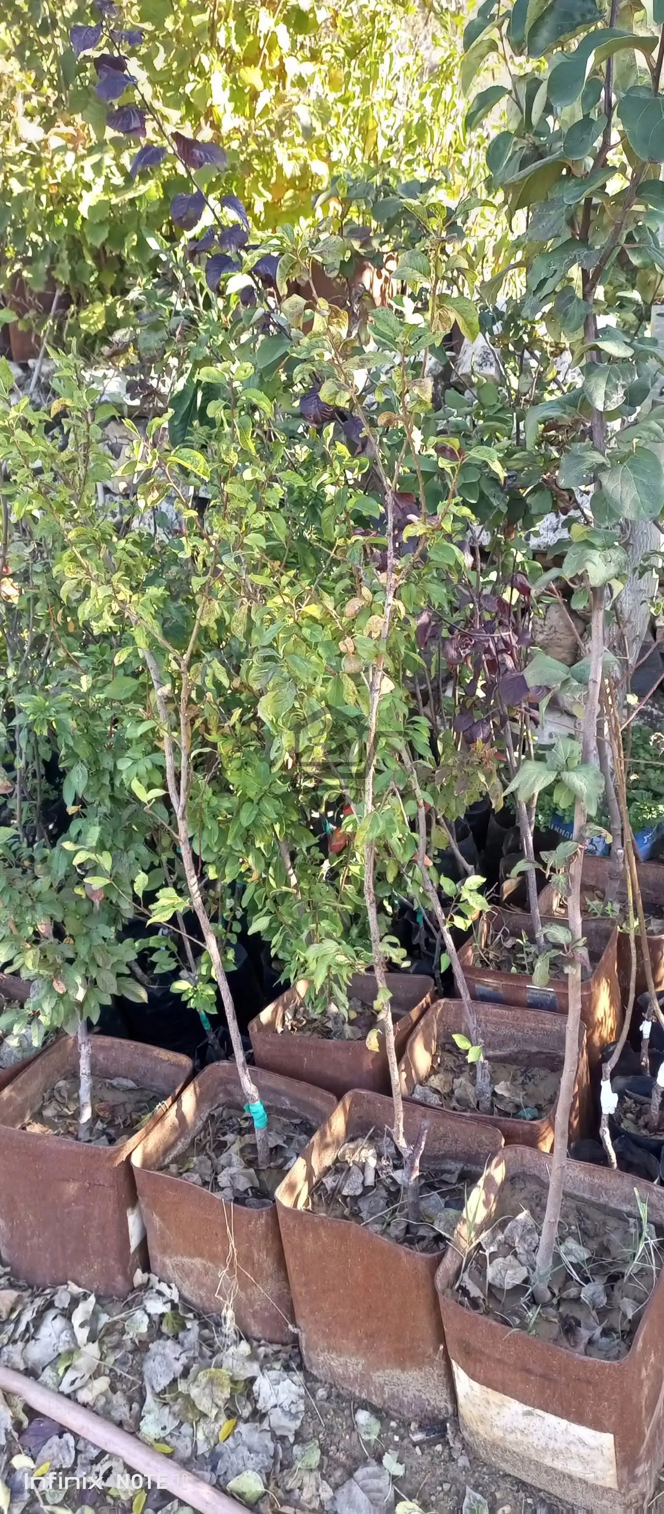 مشتل الجبل صافيتا - الصورة 4