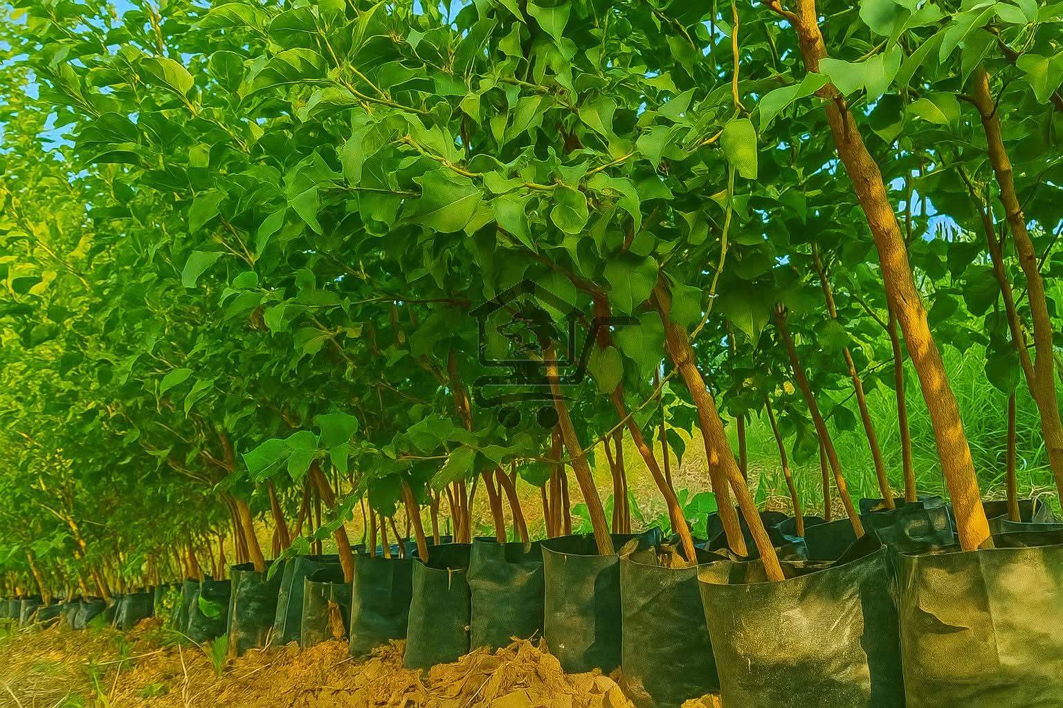 مشتل الجوهرة - الصورة 2