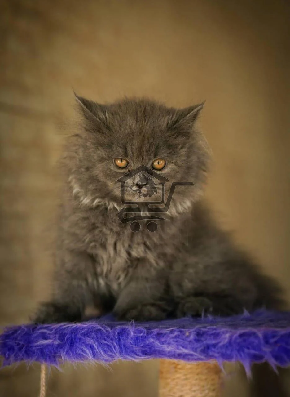 العيادة البيطرية السورية للحيوانات الأليفة 😺🐶 - الصورة 2