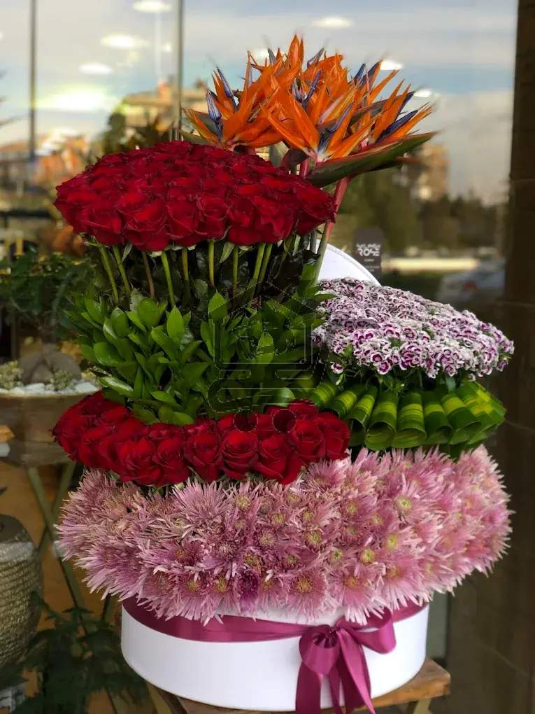 سلامة روز - الصورة 9