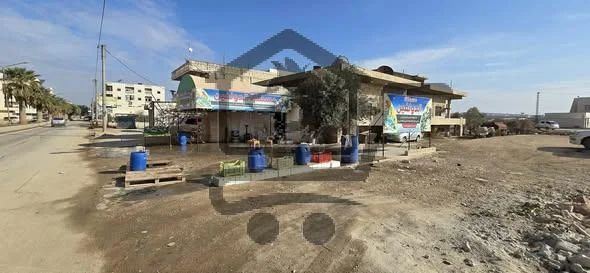 مسمكة الدولفين - الصورة 1