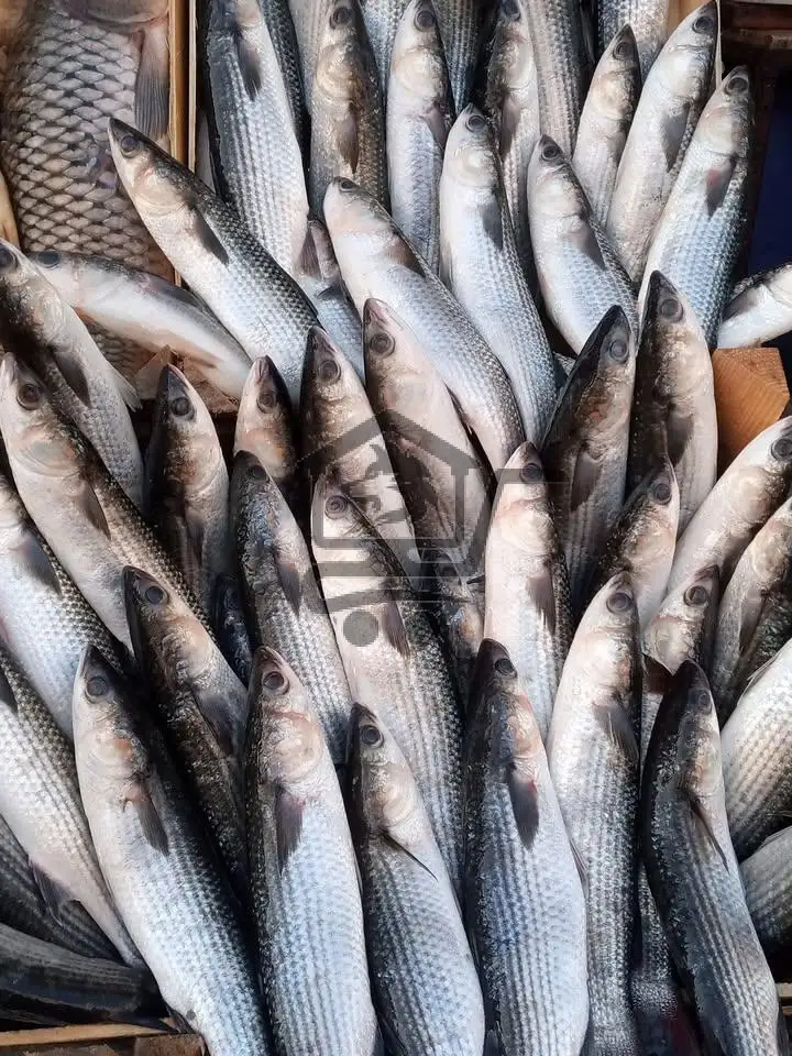 مسمكة سائر عجوج - الصورة 1