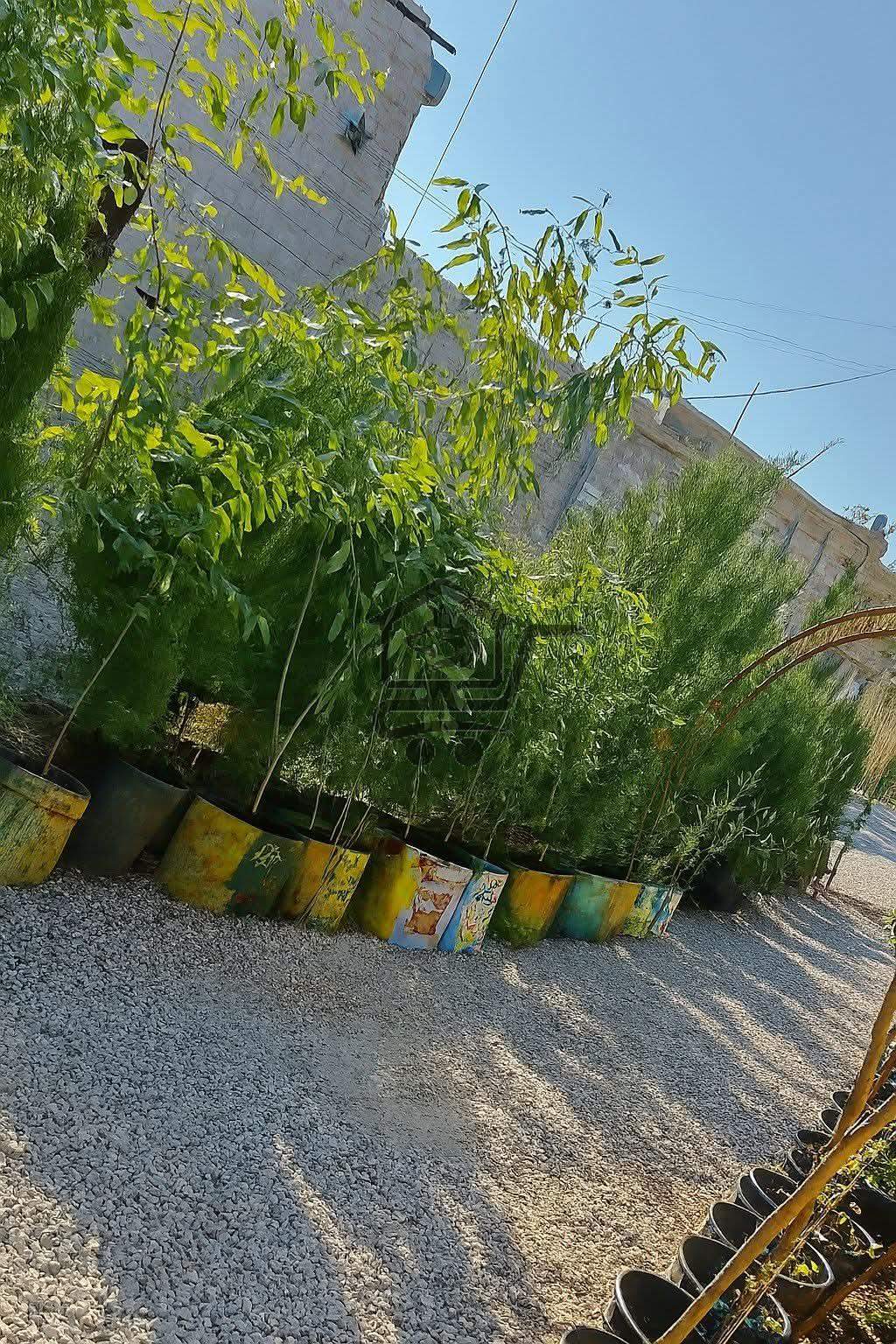 مشتل سوريا الخضراء - الصورة 3