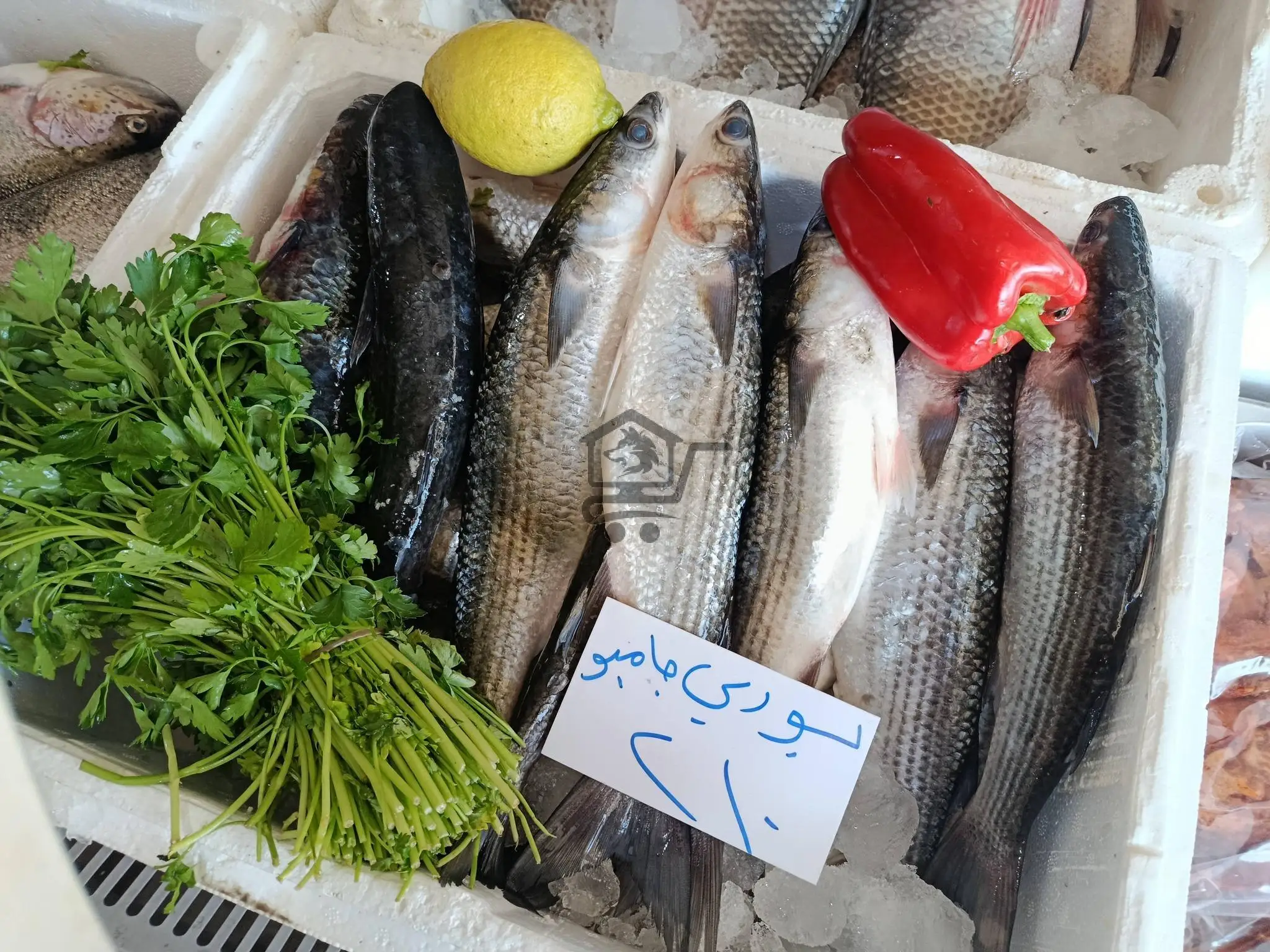 مسمكة النواعير - الصورة 3