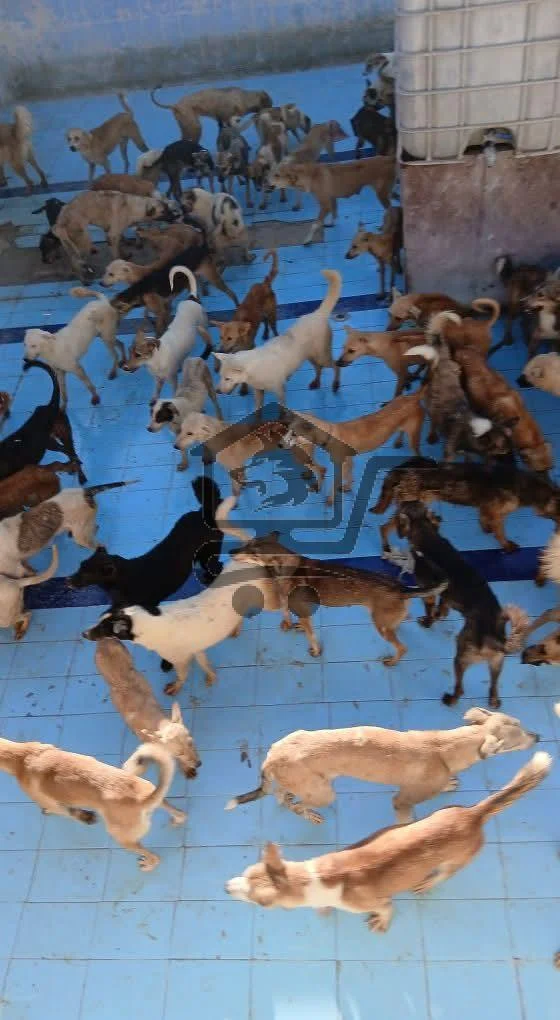 🐾 ملجأ سارة لإنقاذ الحيوانات 🐾 - الصورة 2