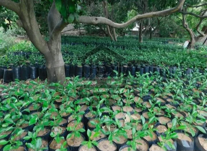 مشتل الحورة - الصورة 2