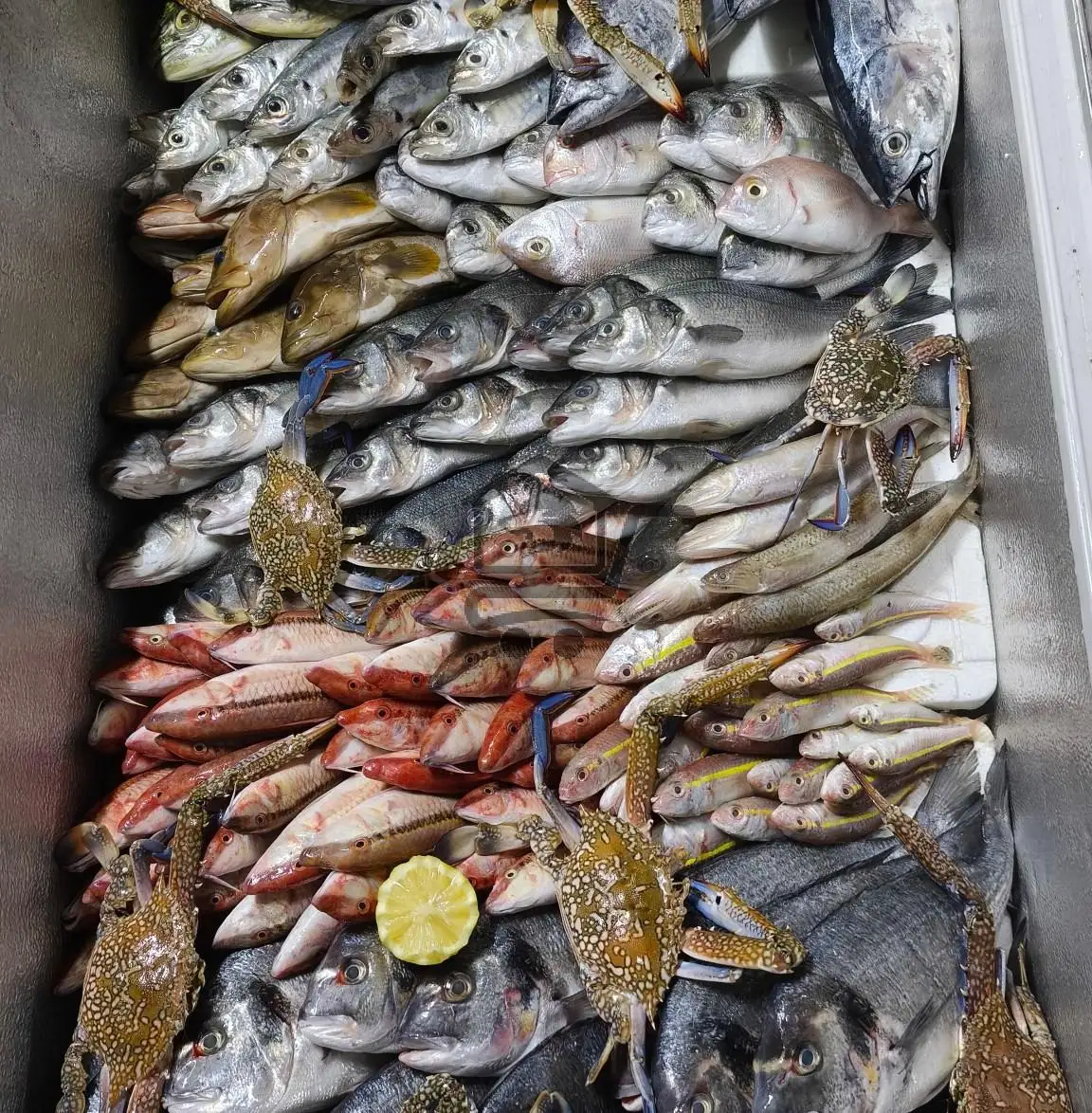 مسمكة الأمير للاسماك البحرية