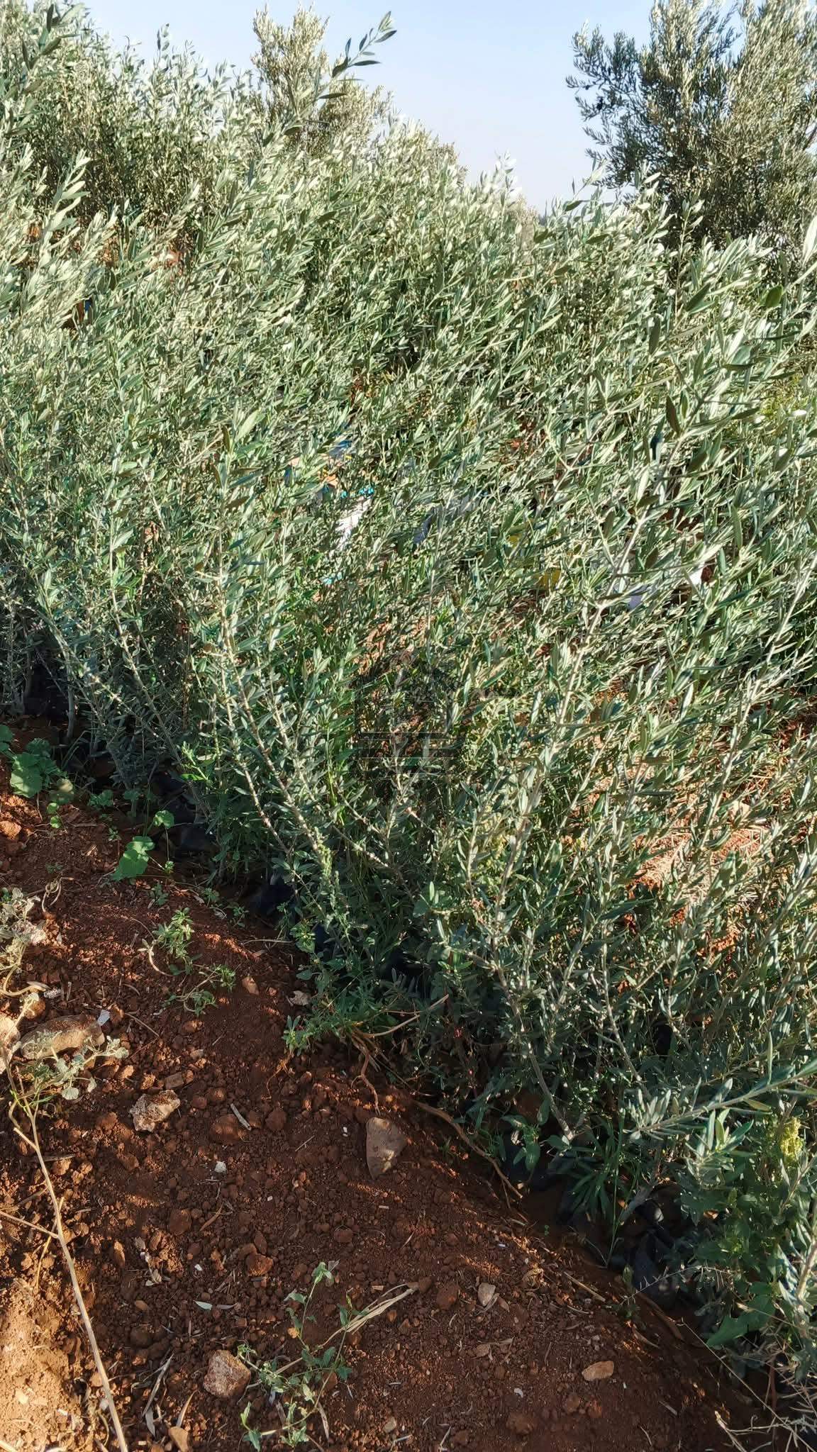 شتل زيتون - الصورة 2