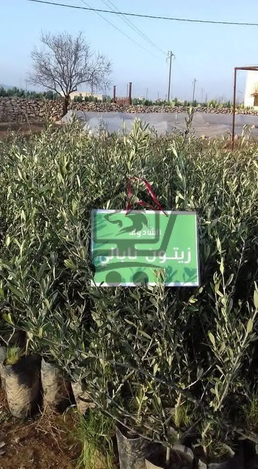 مشتل الشادوف - الصورة 3