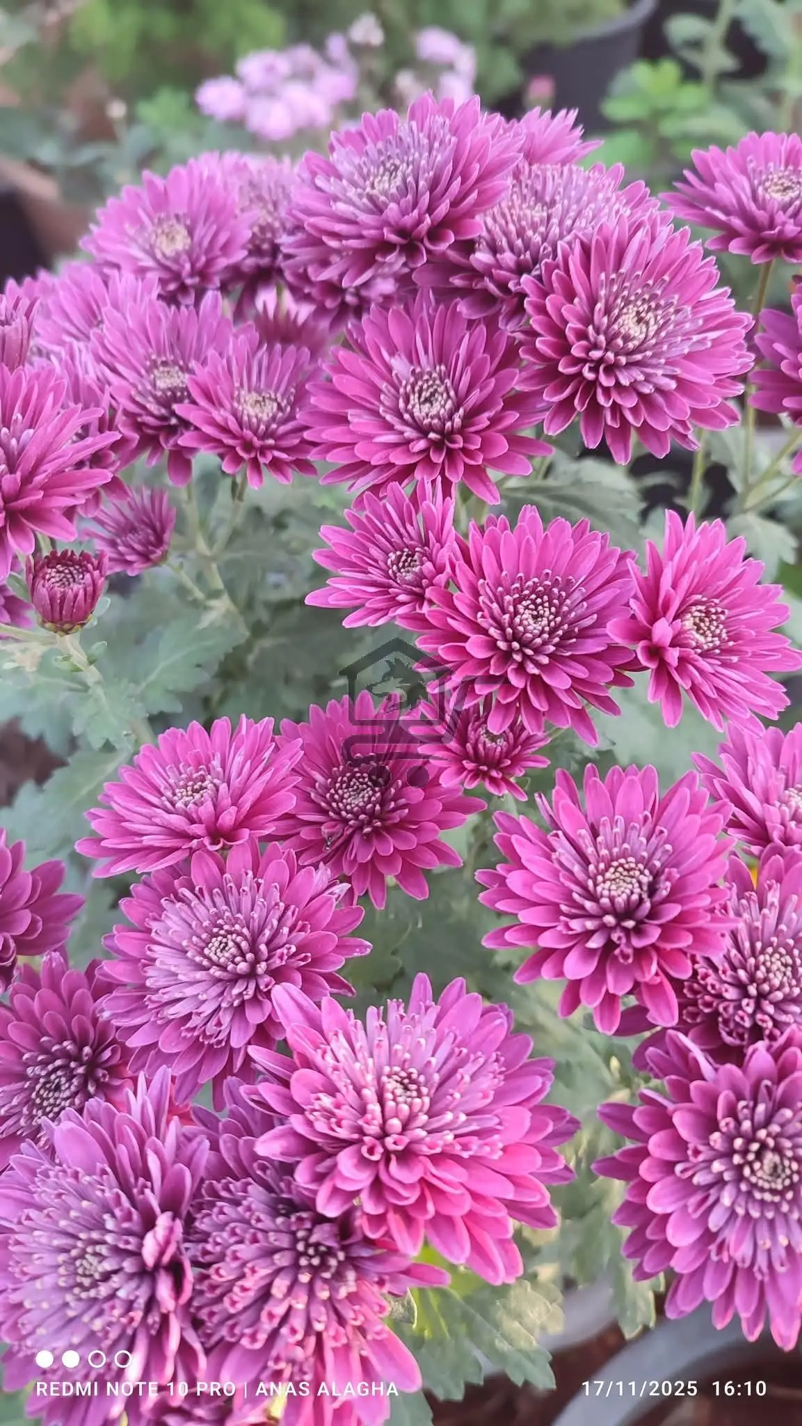 مشتل كاميليا - الصورة 1