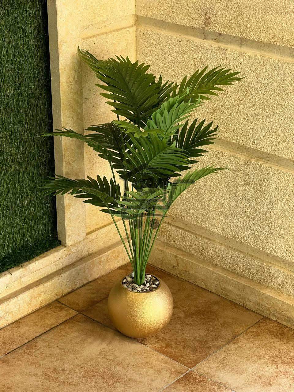 نباتات زينة - الصورة 4