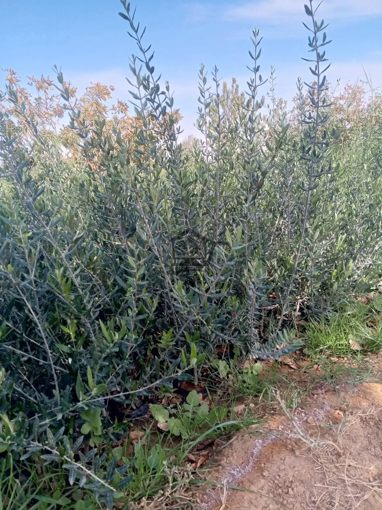 شتل زيتون - الصورة 1