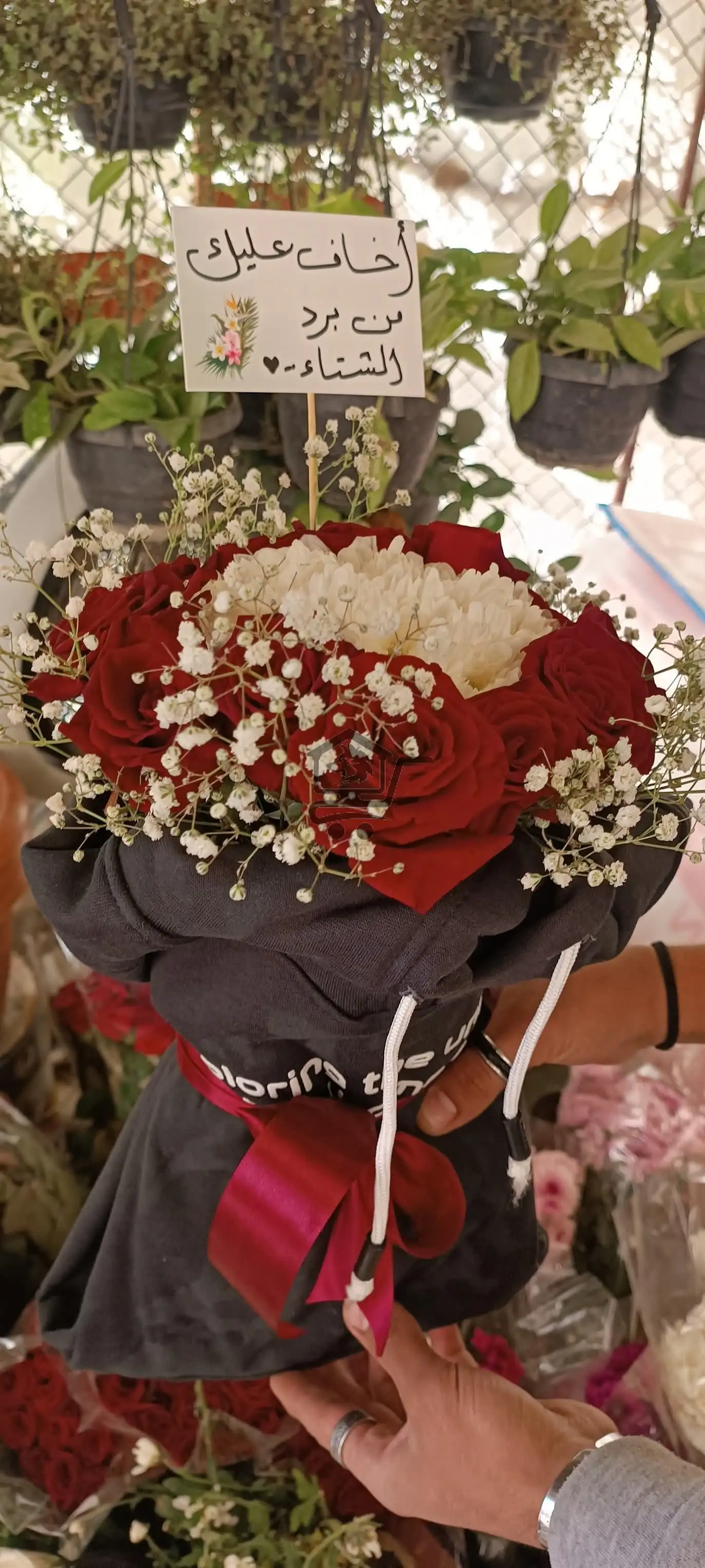 مشتل الخال ببيلا - الصورة 7