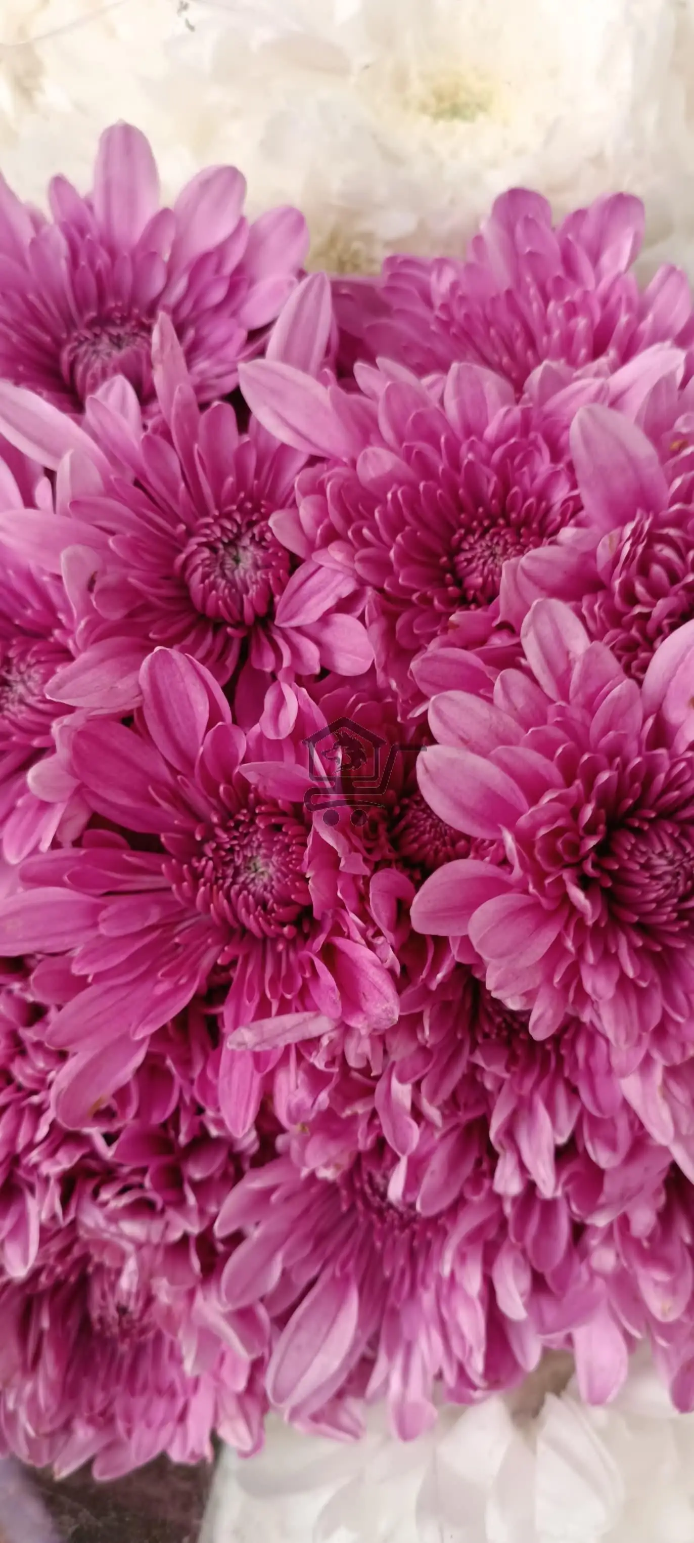 مشتل الخال ببيلا - الصورة 3