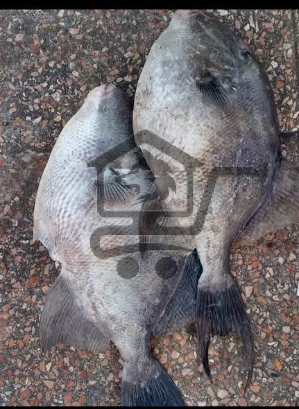 مسمكة أبو العبد اللاذقاني - الصورة 1