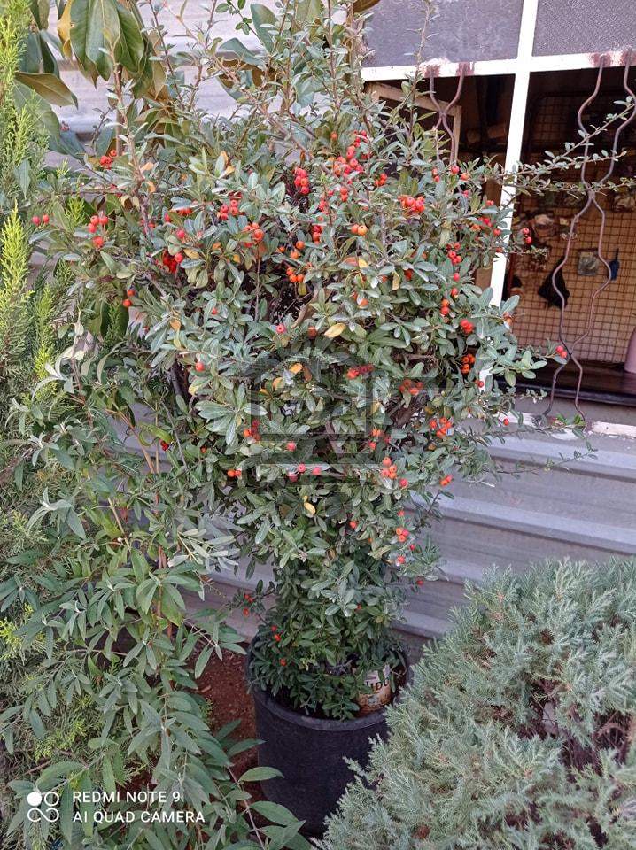 مشتل الوادي - الصورة 2