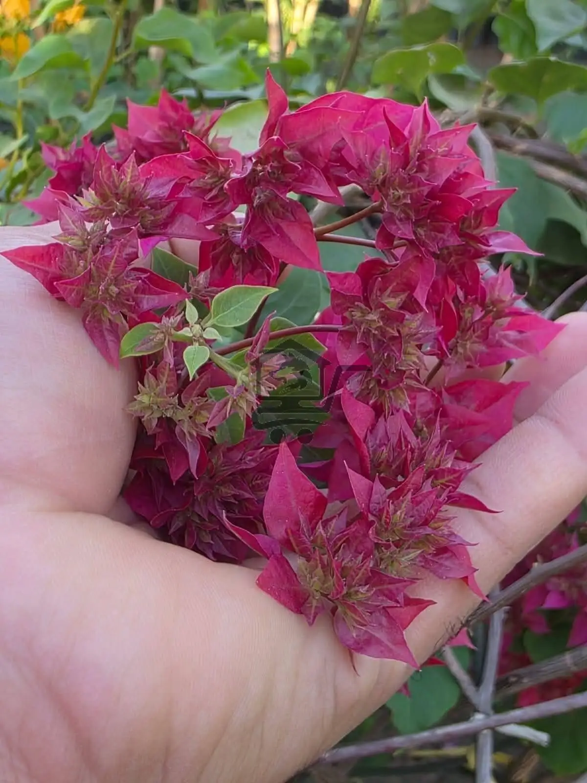 مشتل الناجي - الصورة 5