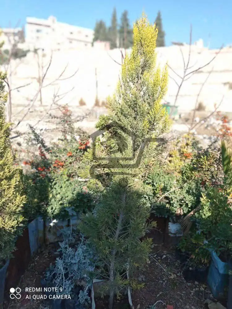 مشتل الوادي - الصورة 4