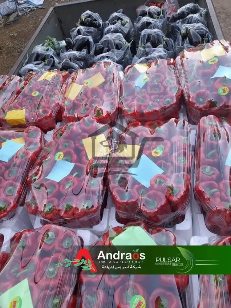 أندراوس_للزراعة - الصورة 4