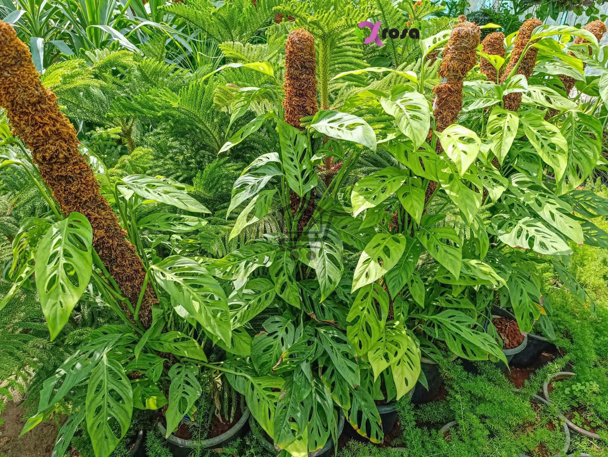 Alpharosa - الصورة 3