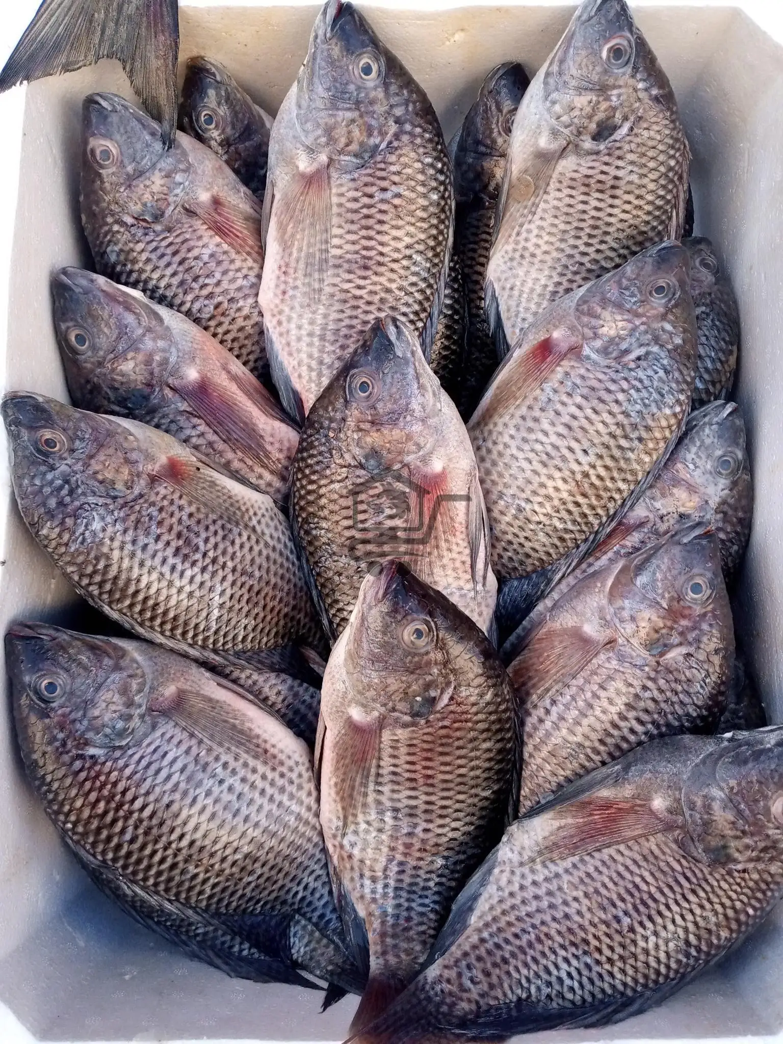 مسمكة سائر عجوج - الصورة 2