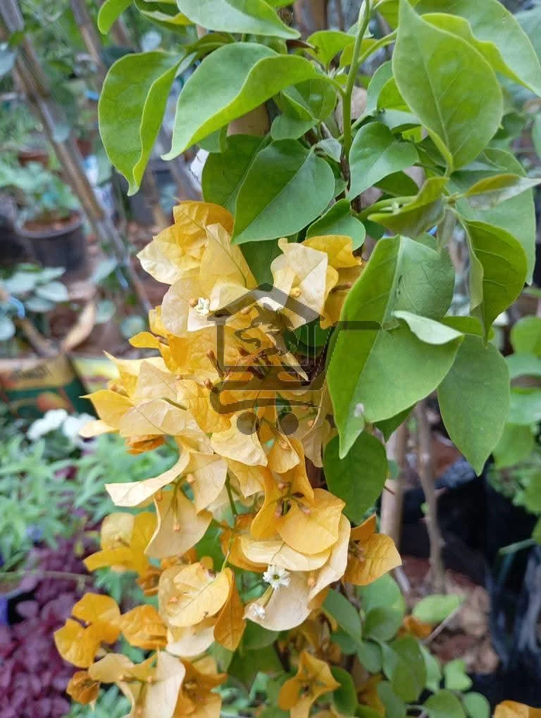 مشتل النيرب - الصورة 2