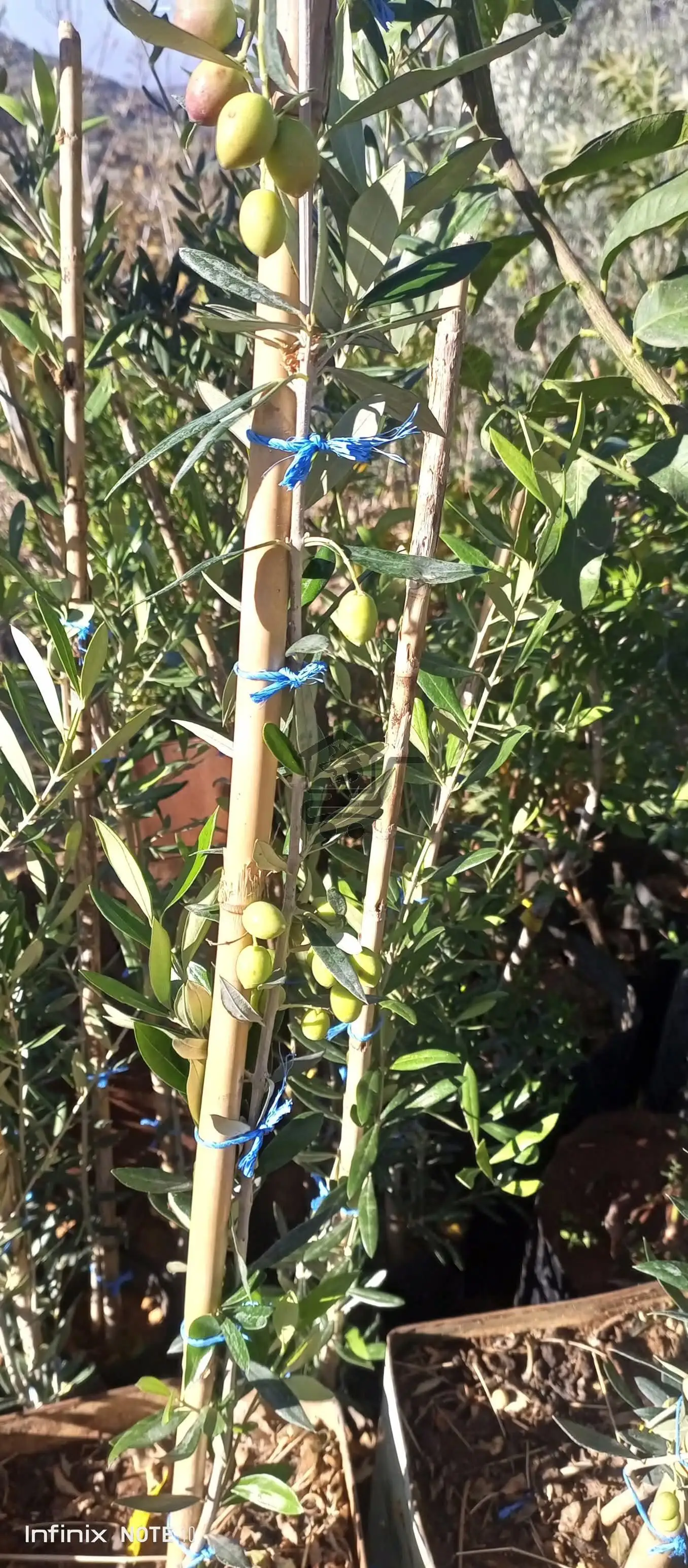 مشتل الجبل صافيتا - الصورة 6