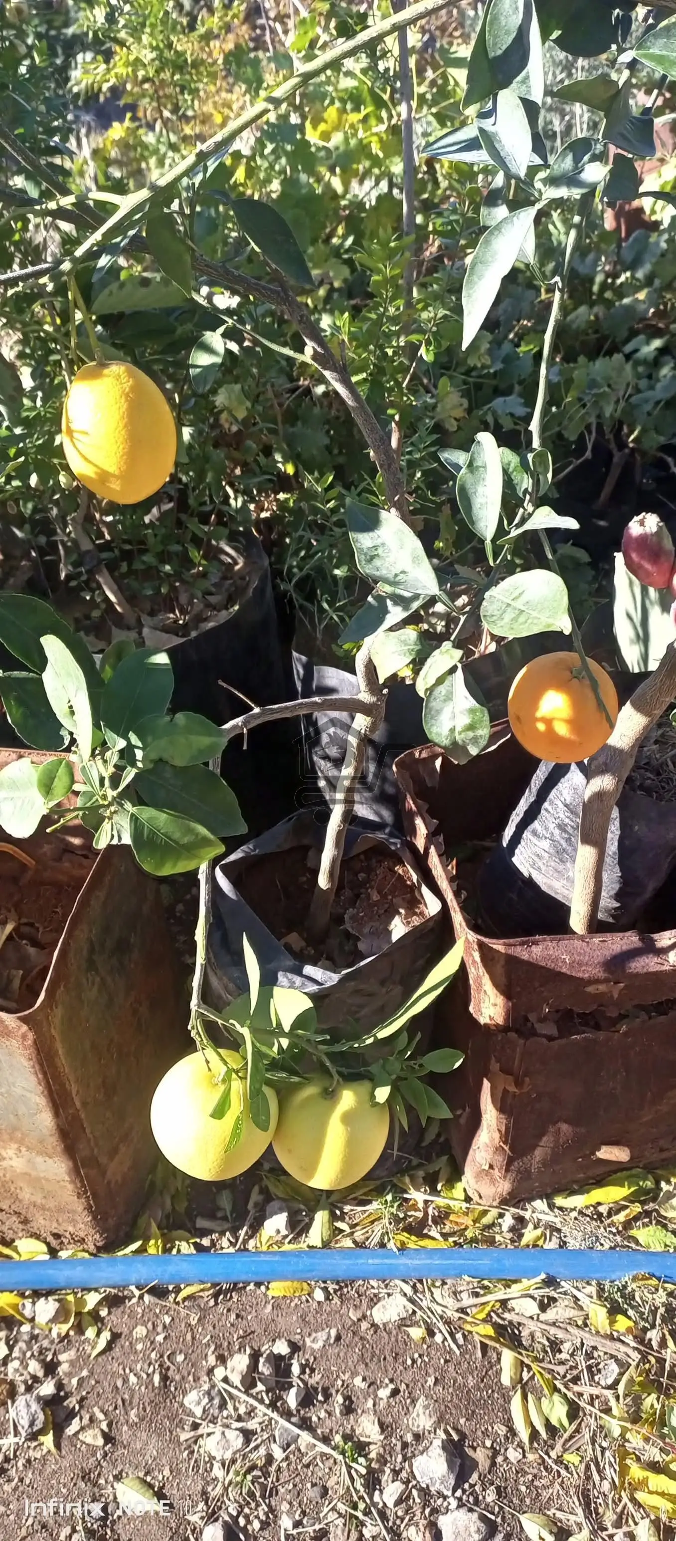 مشتل الجبل صافيتا - الصورة 7