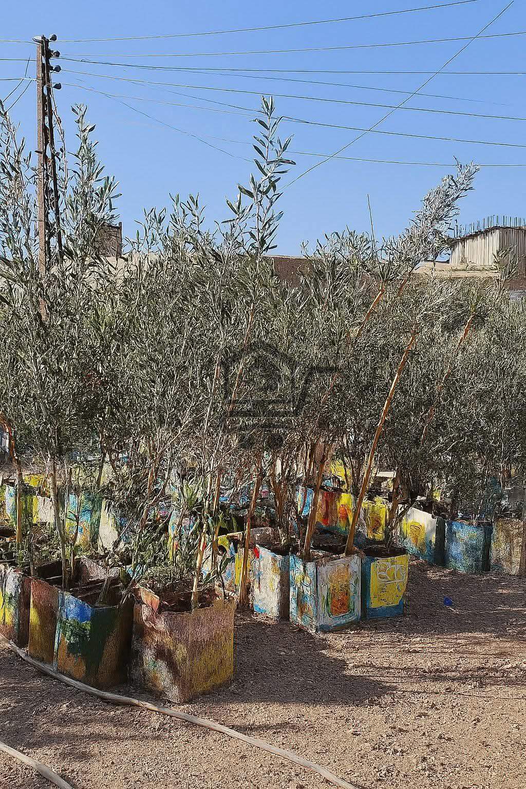 مشتل سوريا الخضراء - الصورة 2