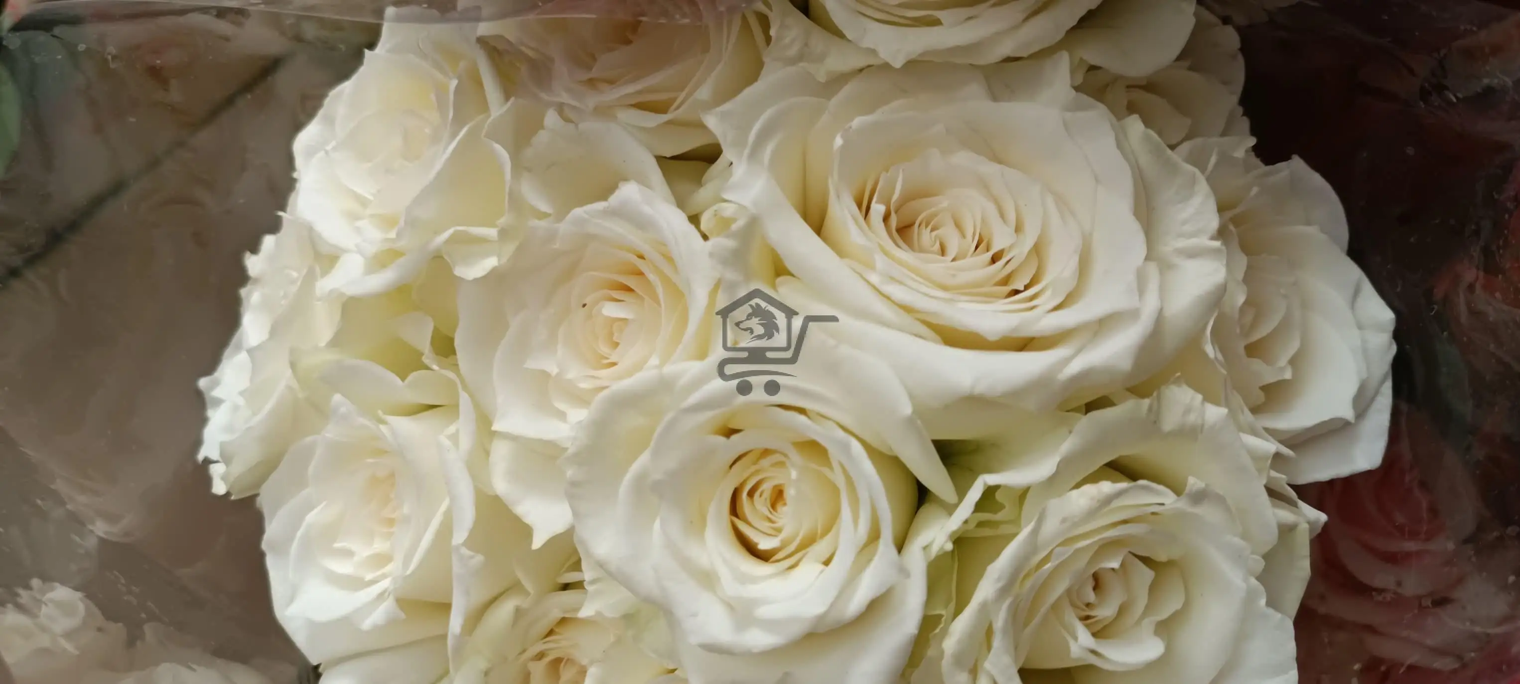 مشتل الخال ببيلا - الصورة 8