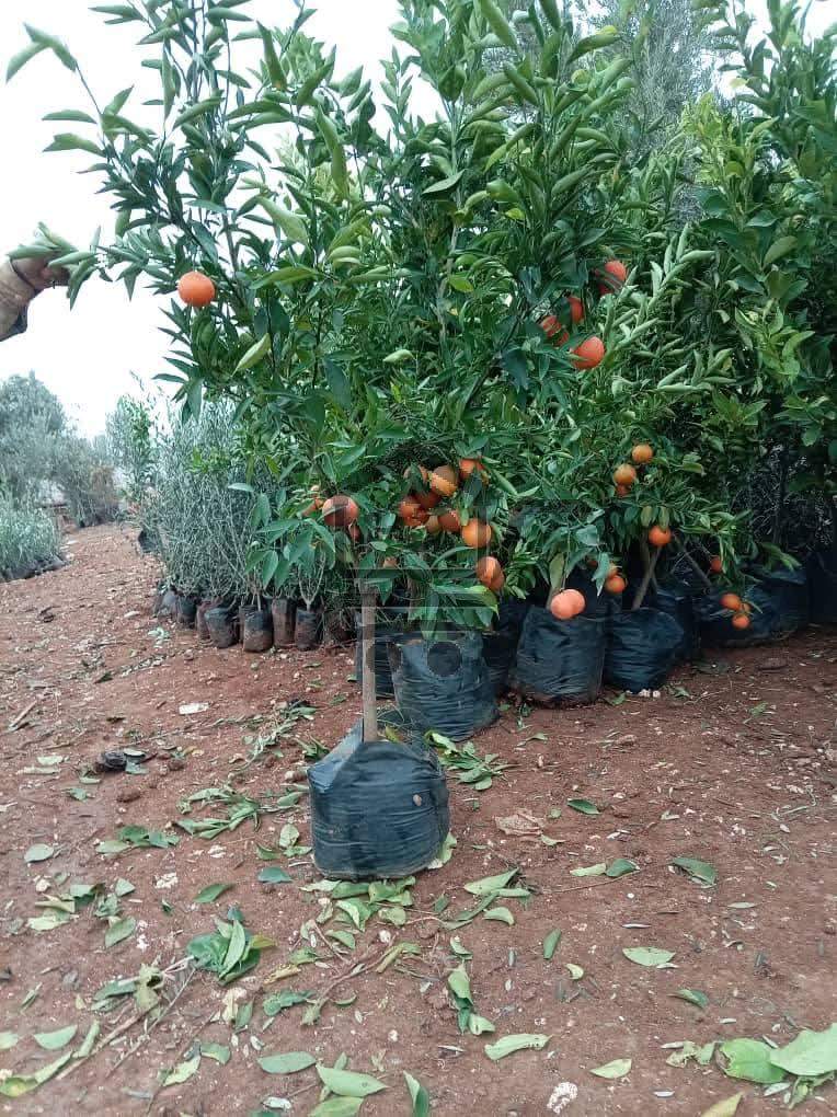 مشتل الناجي - الصورة 1