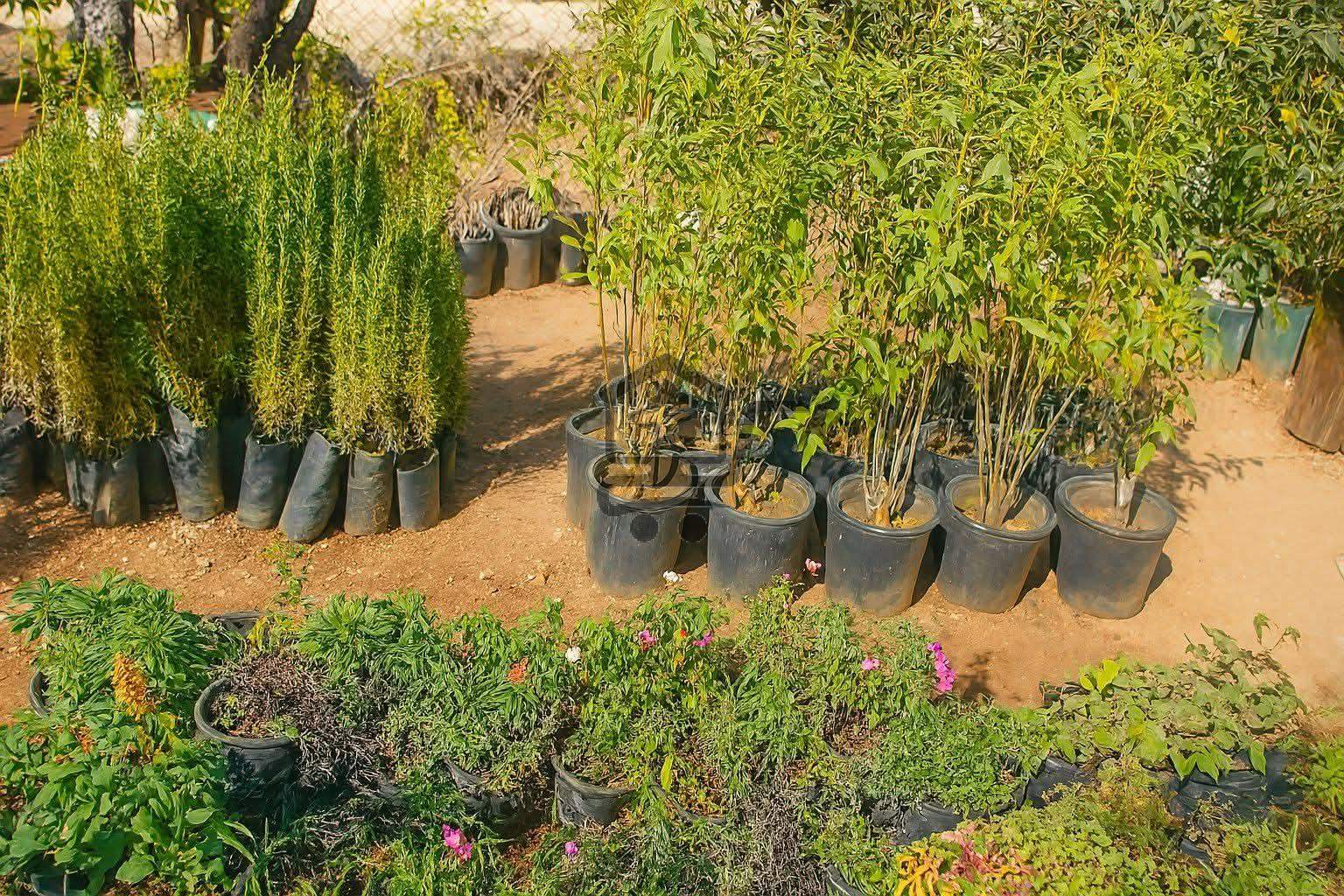 مشتل سوريا الخضراء - الصورة 4