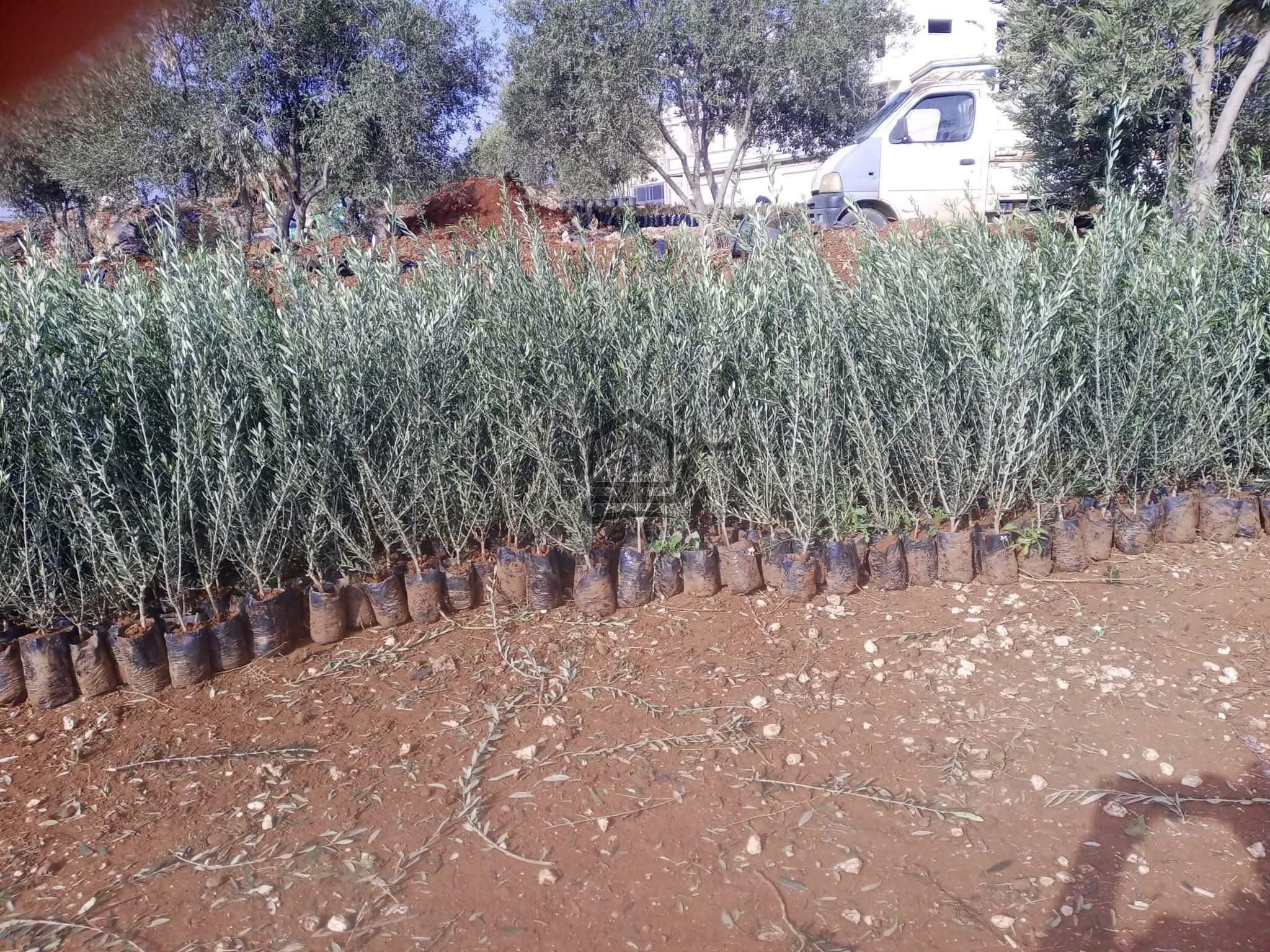 مشتل الناجي - الصورة 3