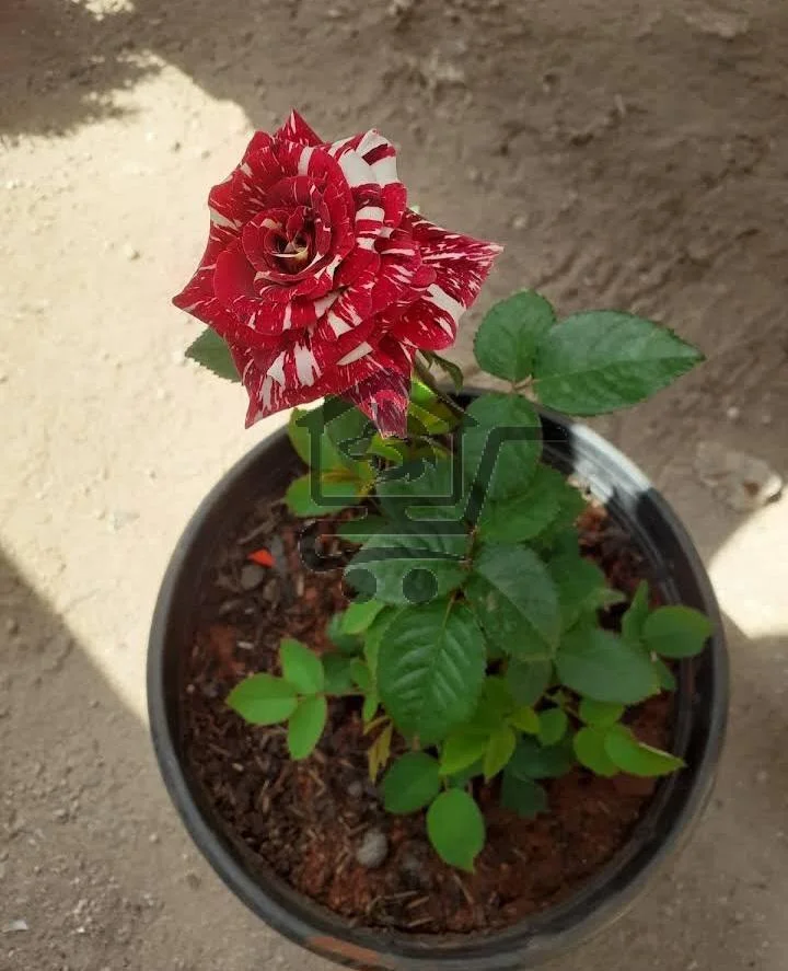 مشتل دليل - الصورة 5