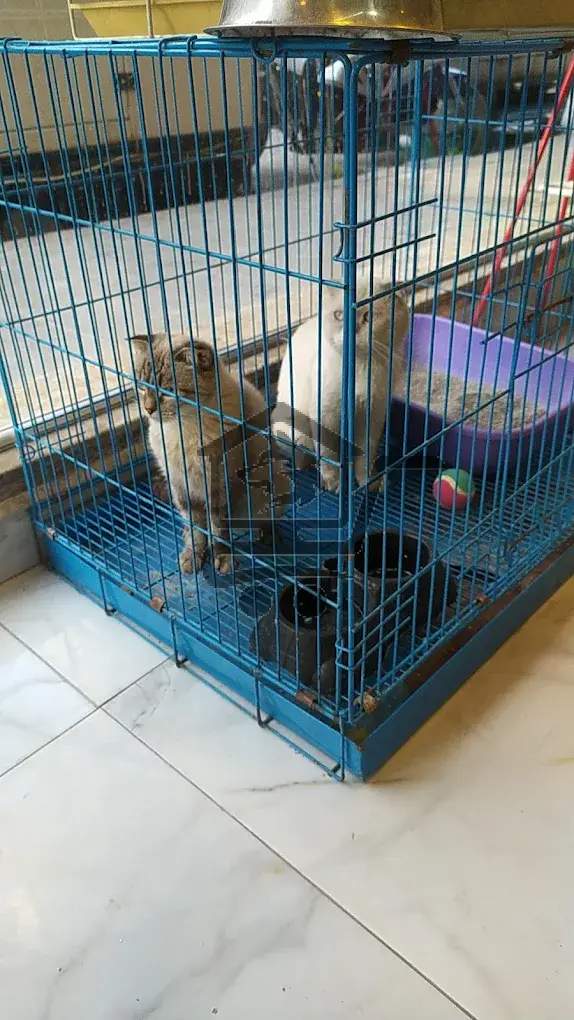 Mr Paws pets clinic - الصورة 2