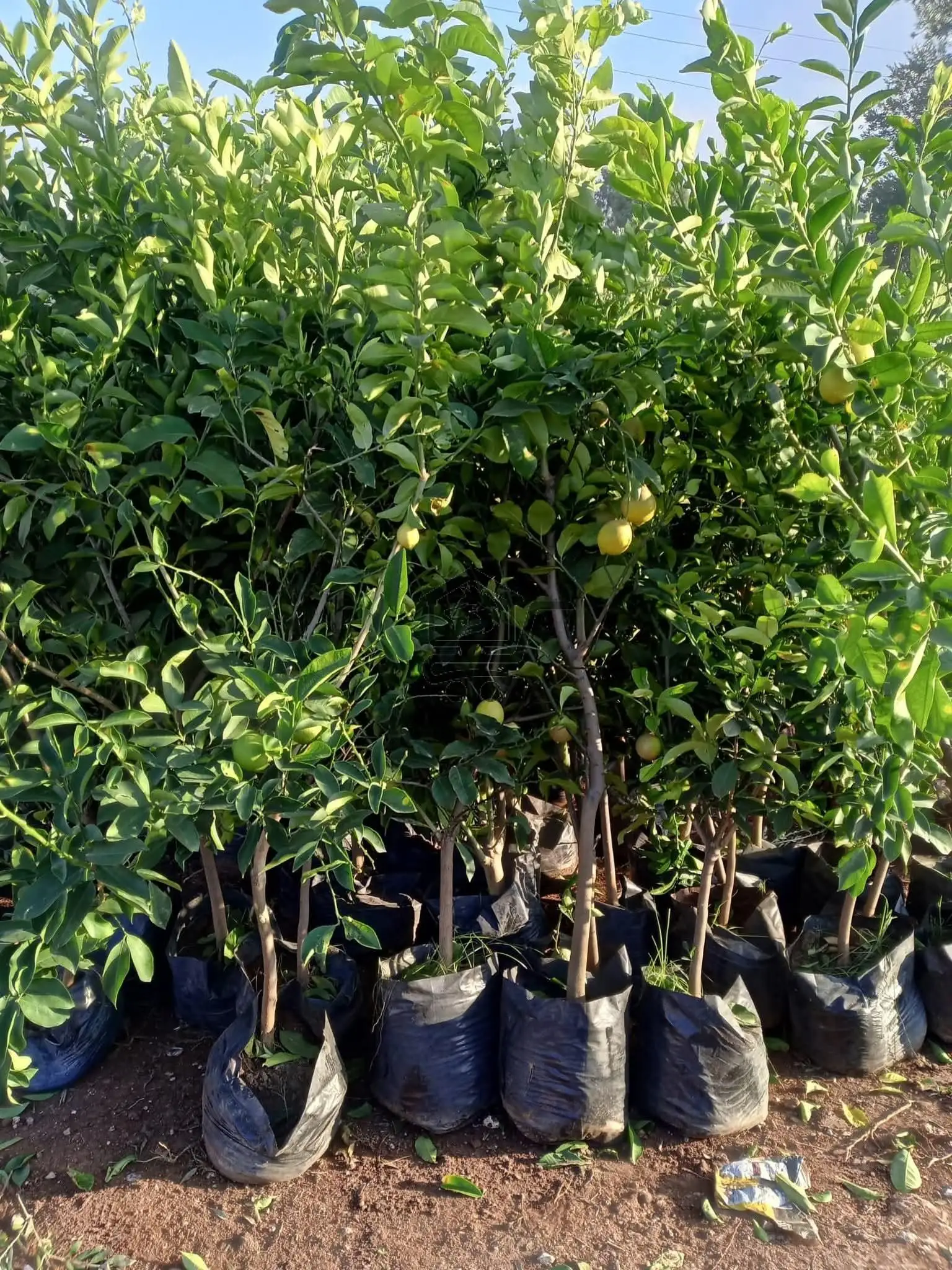 مشتل الناجي - الصورة 8