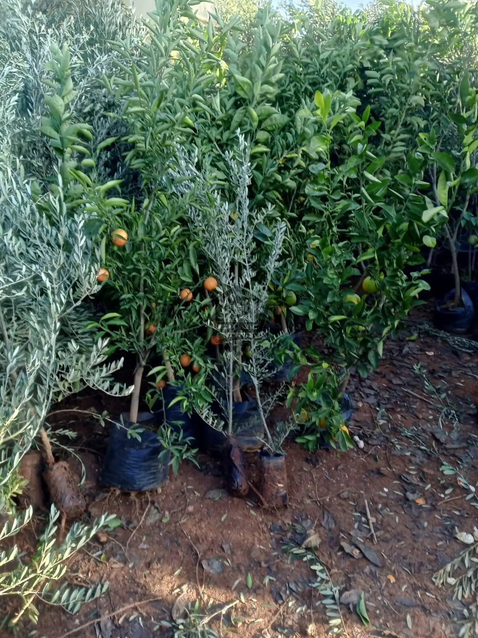 مشتل الناجي - الصورة 7