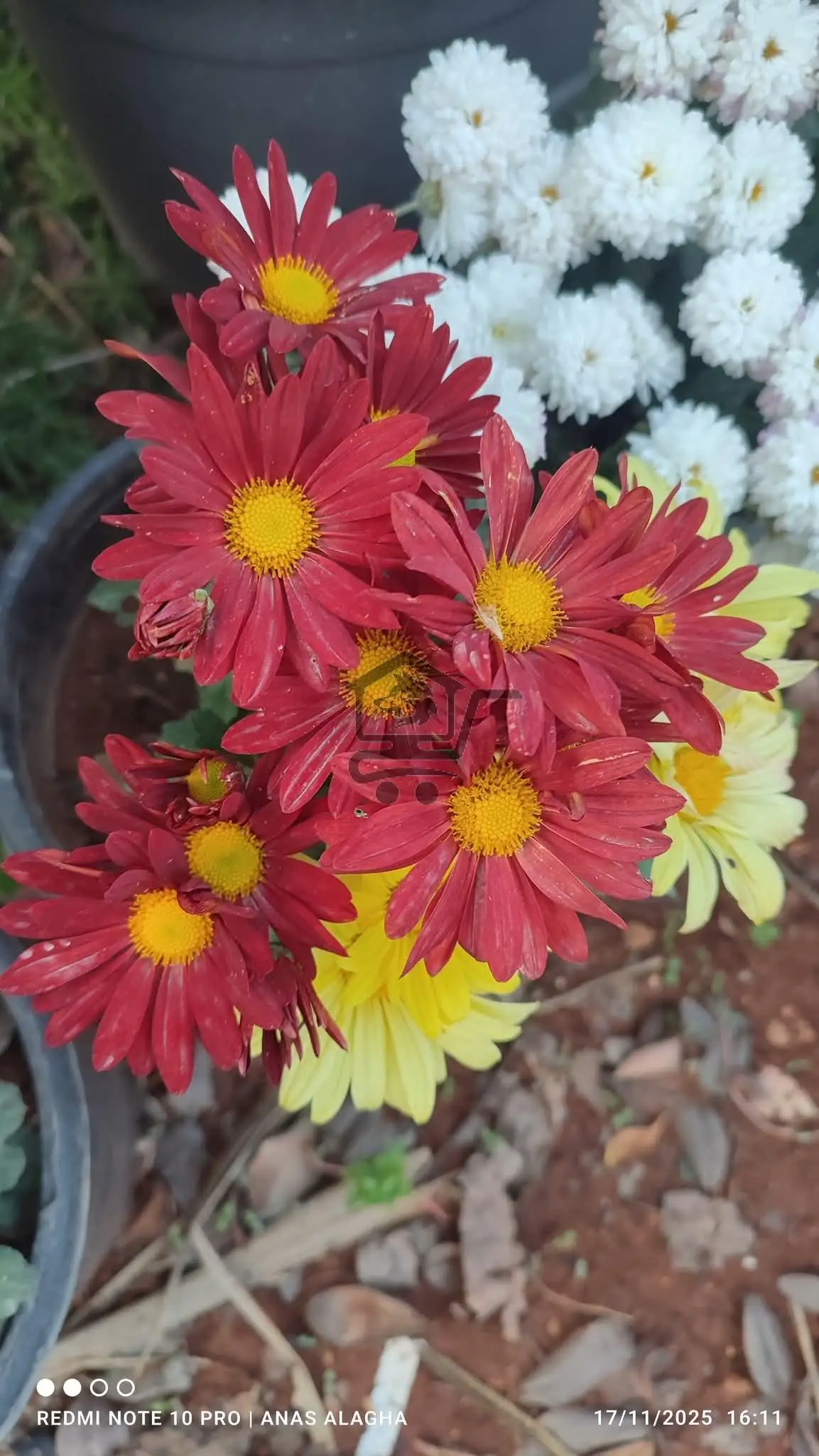 مشتل كاميليا - الصورة 2