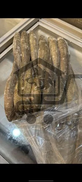 مسمكة الحورية - الصورة 2