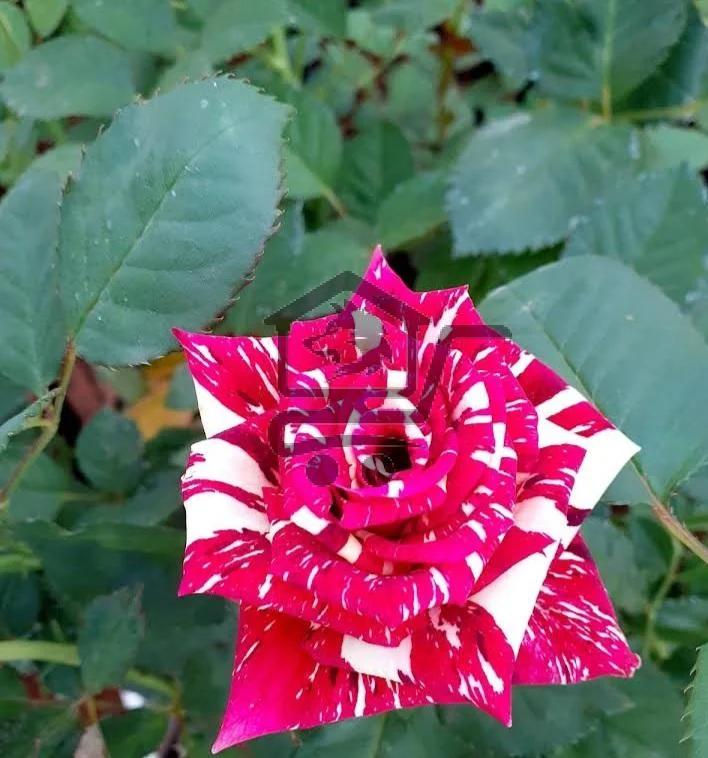 مشتل دليل - الصورة 4